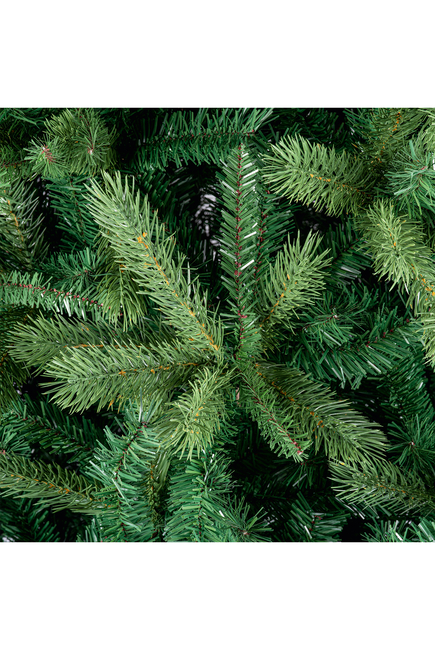Colorado Spruce Tree